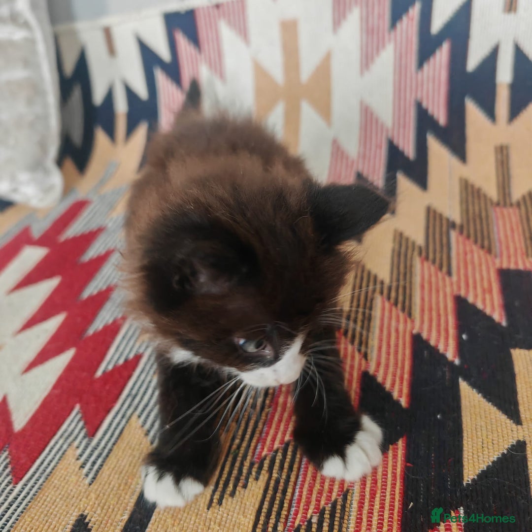Mixed Breed cats for sale: 3 beautiful kittens left for sale!! - Image 11