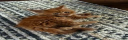 Maine Coon cats for sale: Adorable mainecoon kittens  - Advert 9
