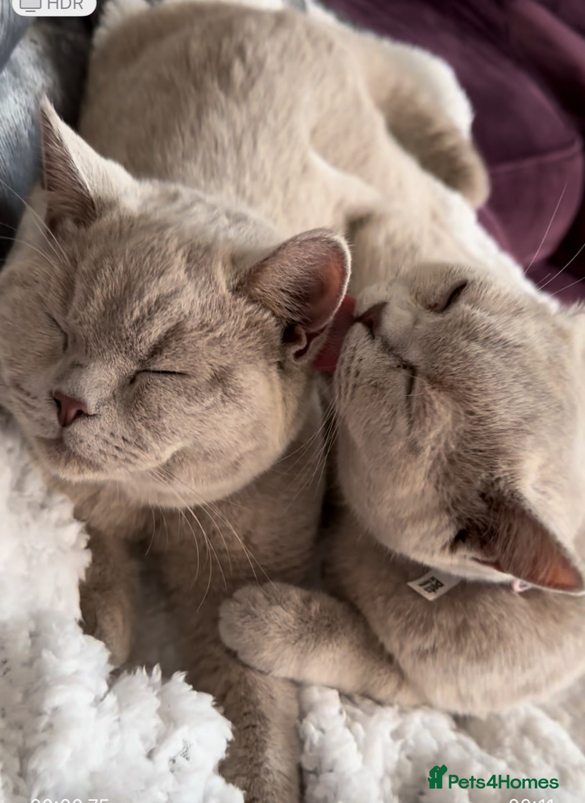 British Shorthair cats cupcake and muffin - Advert 6