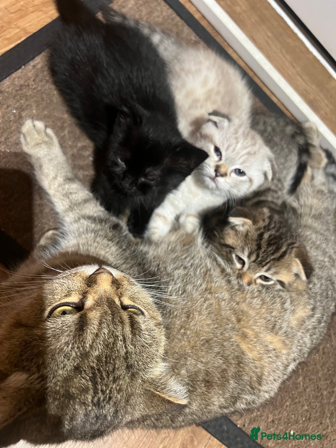 Scottish Fold cats for sale: Beautiful Scottish Fold/Straight kittens  - Advert 5