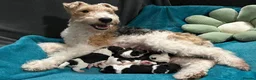 Fox Terrier dogs for sale: Fox Terrier  in Wednesbury - Advert 1