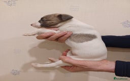 Whippet dogs for sale: Beautiful KC Reg Whippet Puppies - Advert 23