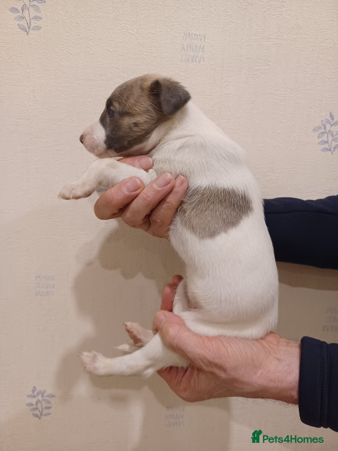 Whippet dogs for sale: Beautiful KC Reg Whippet Puppies - Advert 23