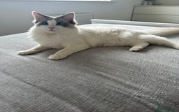 Ragdoll cats for sale: Coco and Willow Male Ragdolls - Advert 4