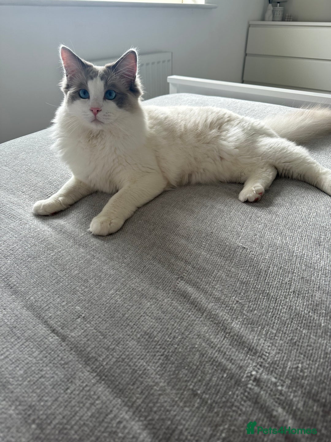 Ragdoll cats for sale: Coco and Willow Male Ragdolls - Advert 4