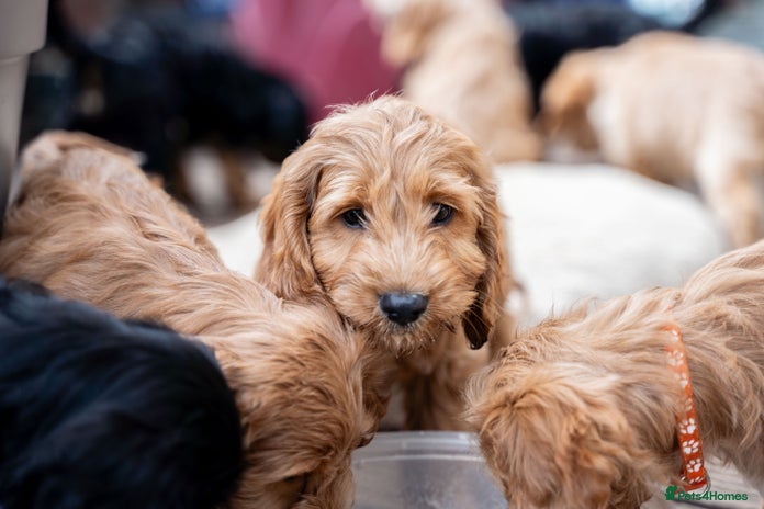 Black Cockapoo puppies for sale | Pets4Homes