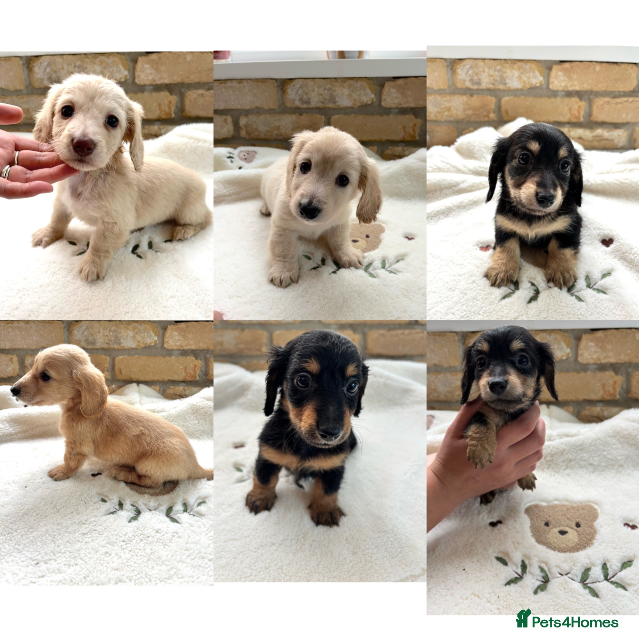 Miniature Dachshund dogs Ready in 1 week Long haired miniature Dachshund  - Advert 2