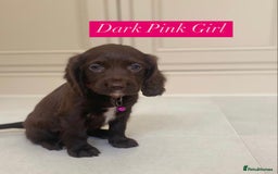 Sprocker dogs for sale: Last 2 girls available chocolate Sprockers - Image 32