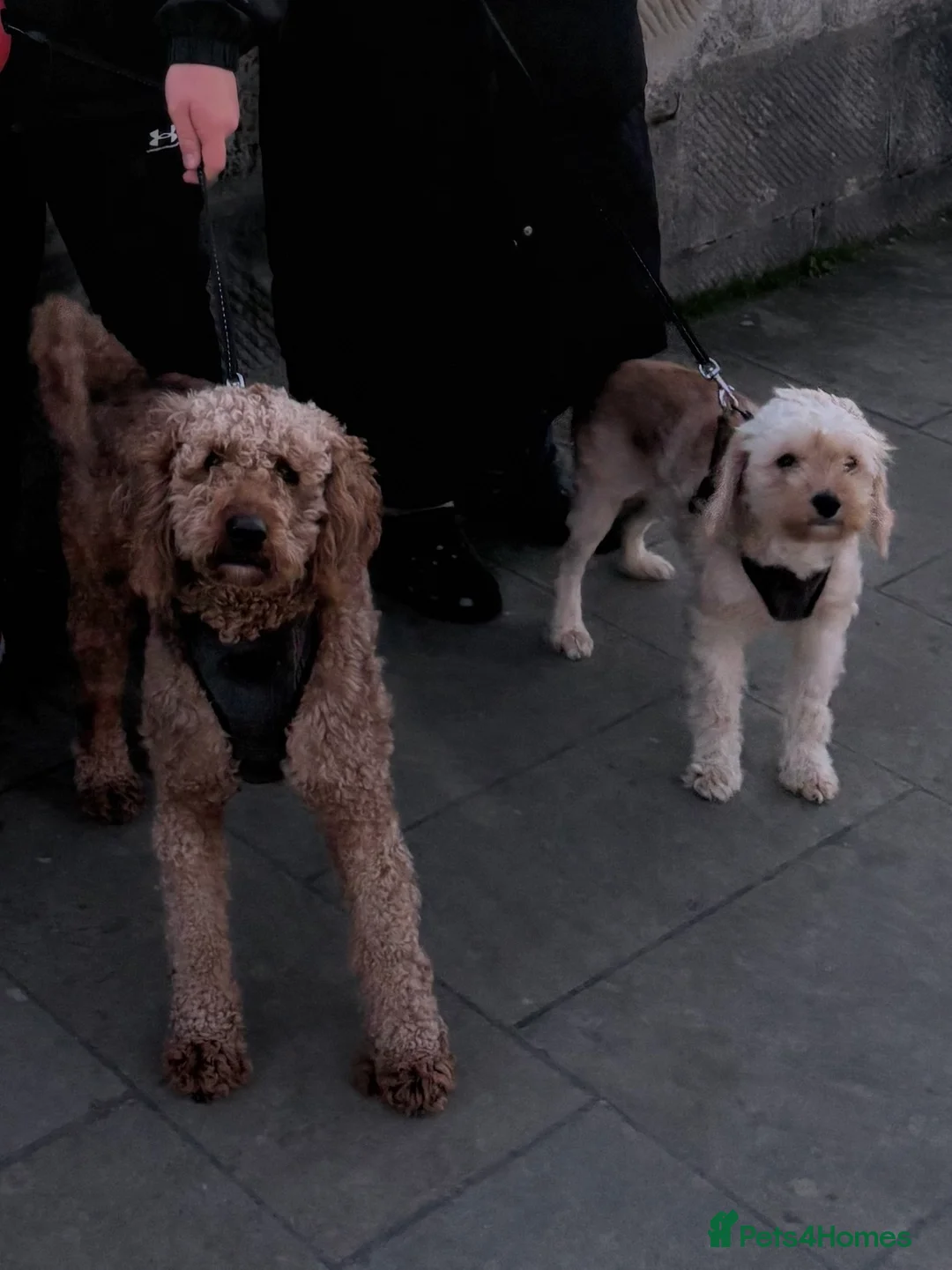 Cavapoo dogs for sale: Cavapoo Puppies in Portsmouth - Advert 10