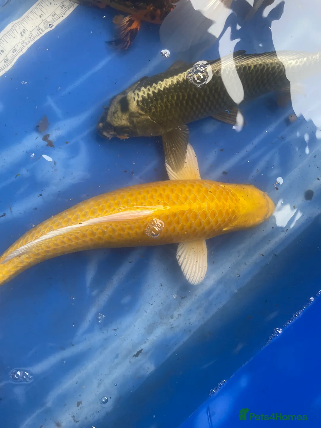 Koi Carp fish for sale: Koi carp and butterfly koi  - Advert 17