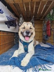 Akita dogs Bonnie in Worksop - Advert 2