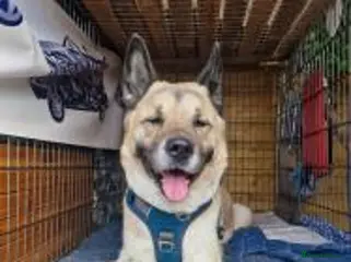 Akita dogs Bonnie in Worksop - Advert 7