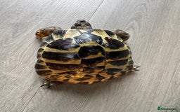 Tortoise reptiles for sale: Hermanns Tortoise - Image 3