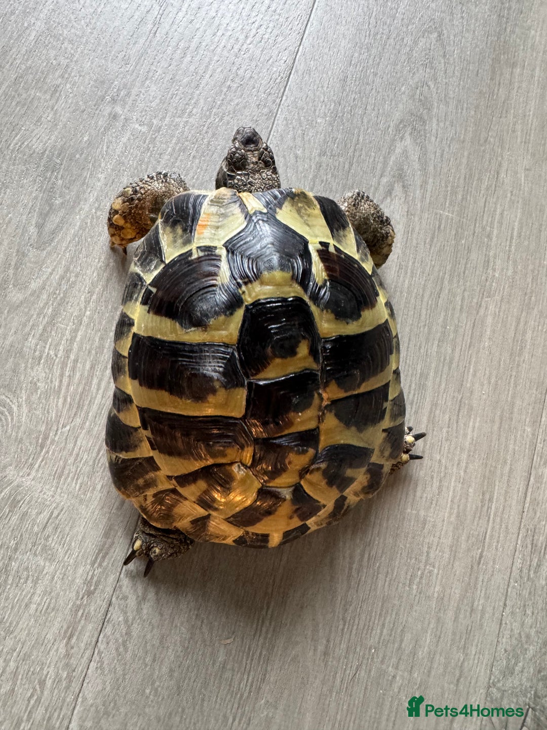 Tortoise reptiles for sale: Hermanns Tortoise - Image 3