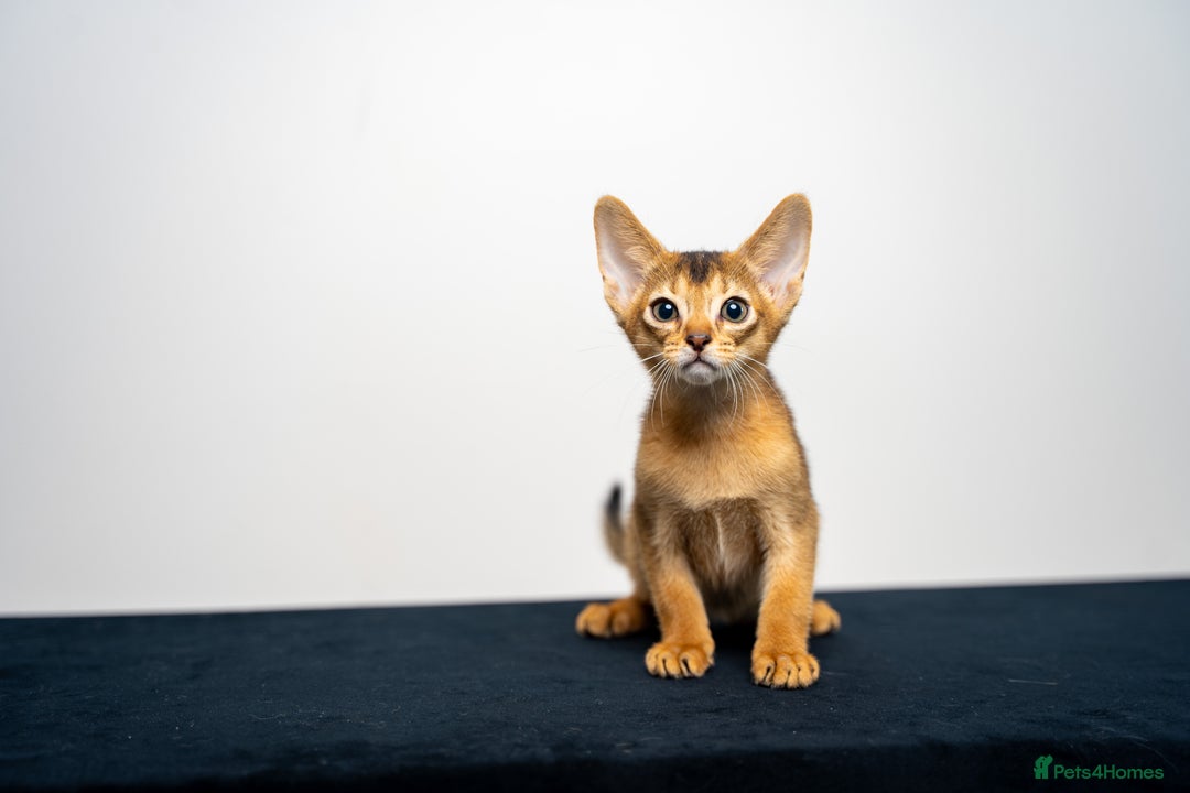 Abyssinian cats for sale: Elegant Abyssinian Kittens Champion Lines 🏆 🥇  - Image 31