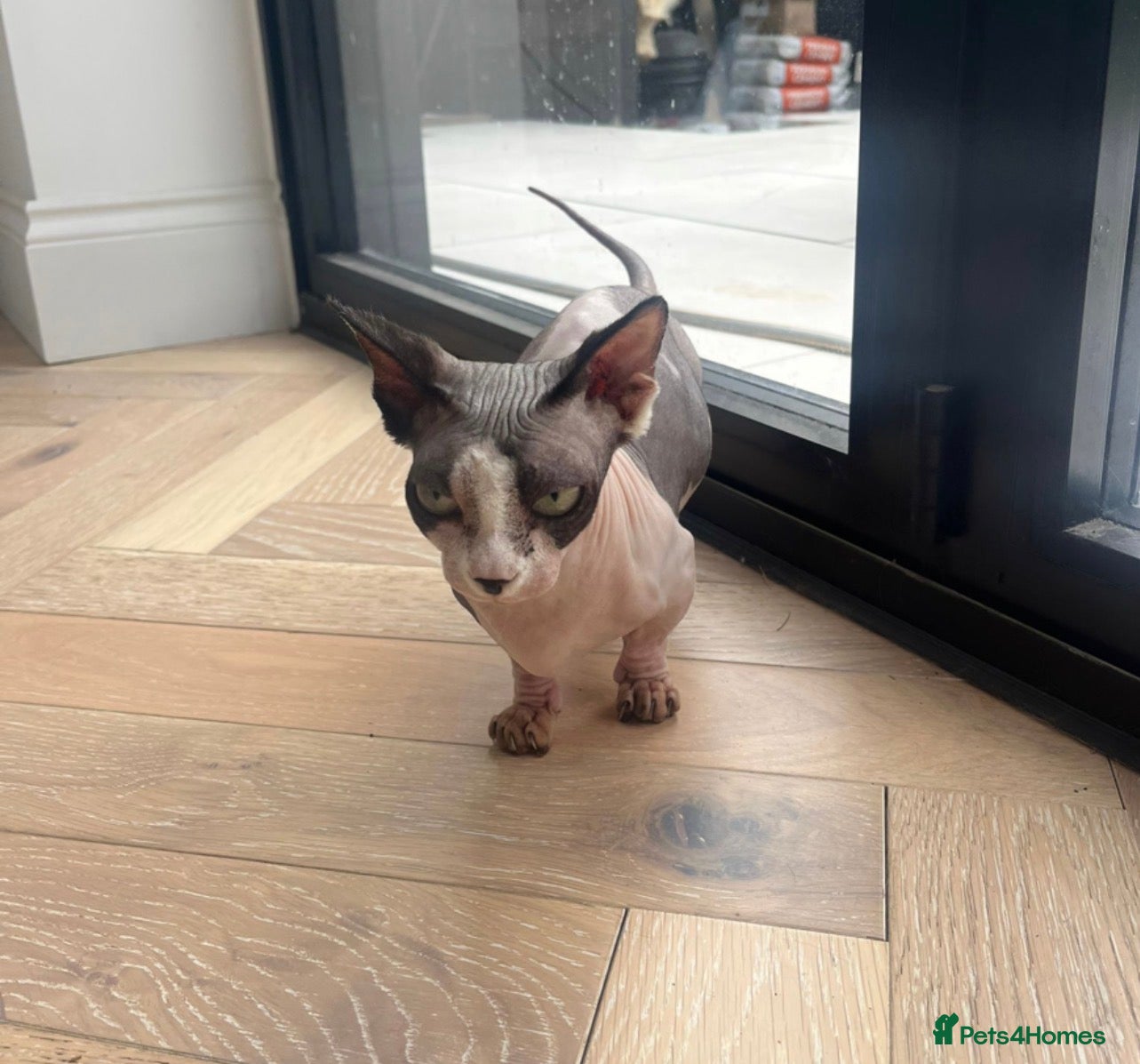 Sphynx cats Sphynx cat - Advert 2