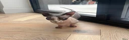 Sphynx cats for sale: Sphynx cat - Advert 1