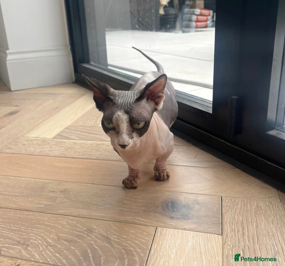 Sphynx cats for sale: Sphynx cat - Advert 1