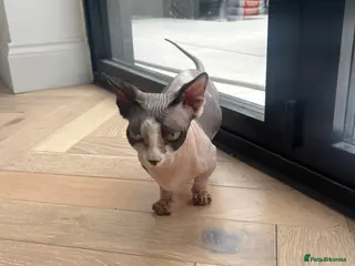 Sphynx cats Sphynx cat - Advert 5