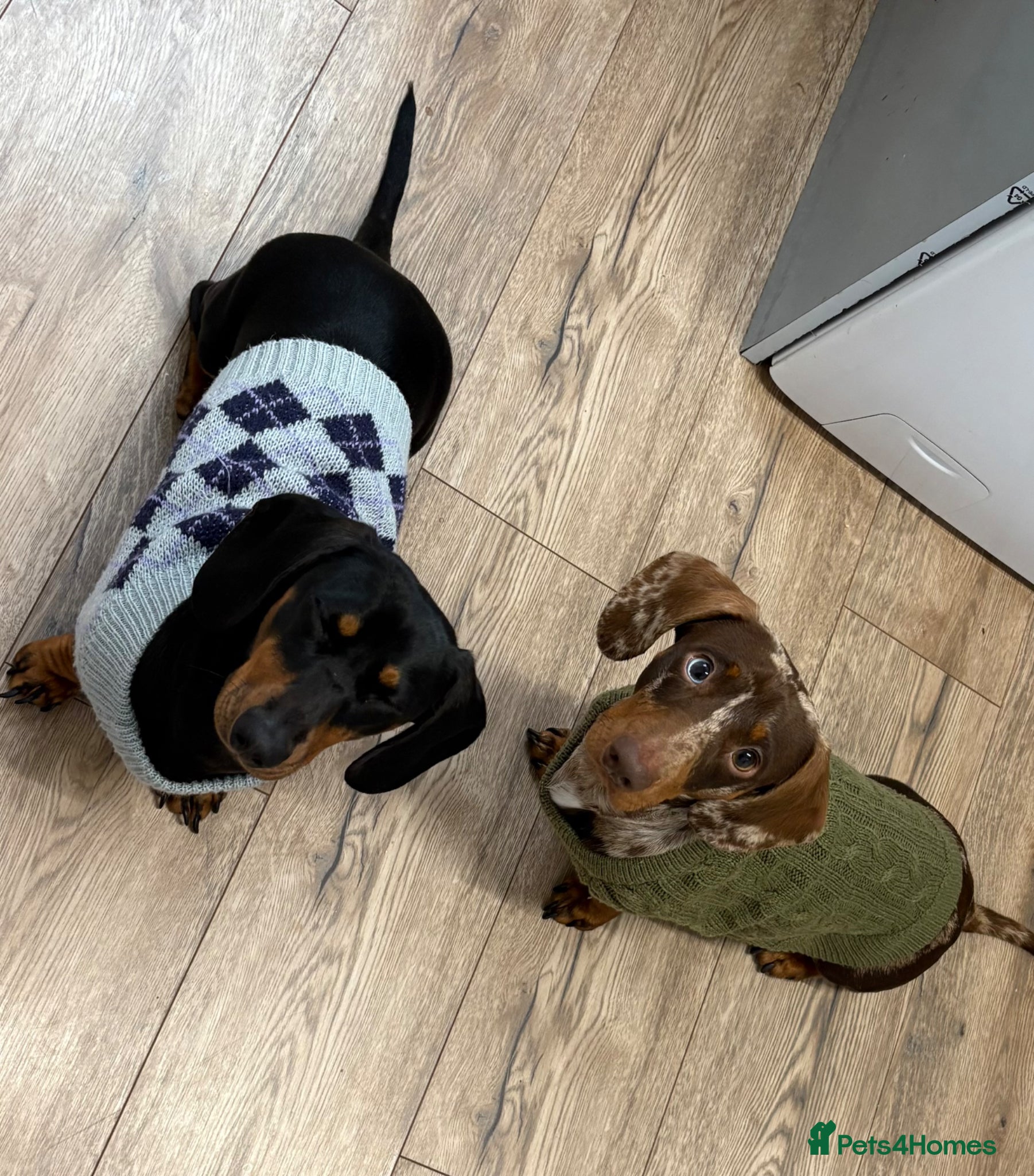 Miniature Dachshund dogs Dogs need to be rehomed - Advert 1