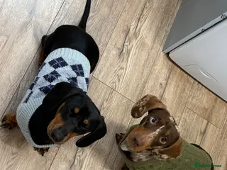 Miniature Dachshund dogs Dogs need to be rehomed - Advert 11
