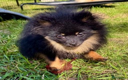 Pomeranian dogs for adoption: Brownie: The Tiny Soul Who Refused to Be Broken - Image 2