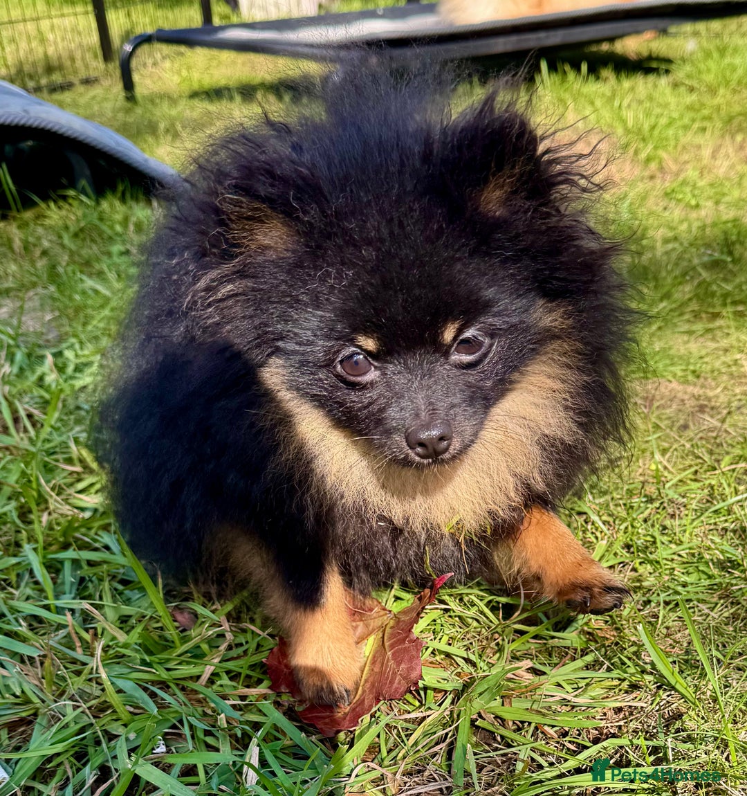 Pomeranian dogs for adoption: Brownie: The Tiny Soul Who Refused to Be Broken - Image 2