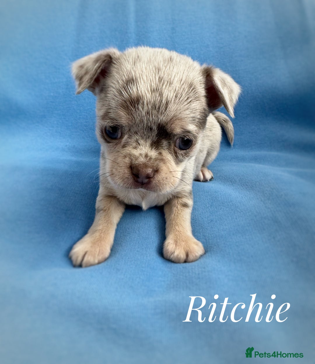 Chihuahua dogs for sale: Long coat KC reg girl READY NOW - Image 9