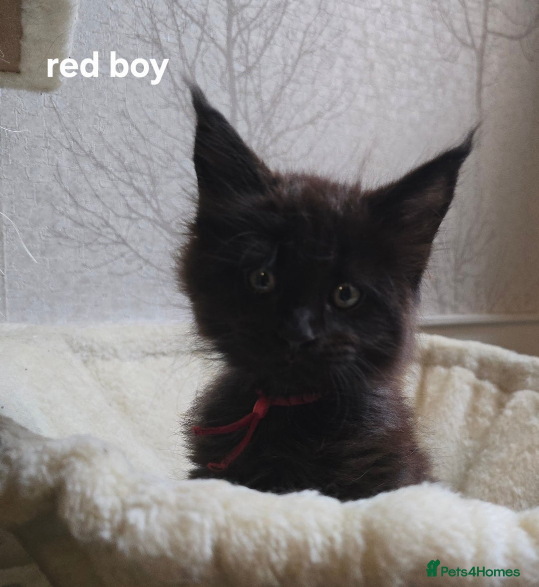Maine Coon cats for sale: Maine Coon Kittens Polydactyl Russian line - Image 29