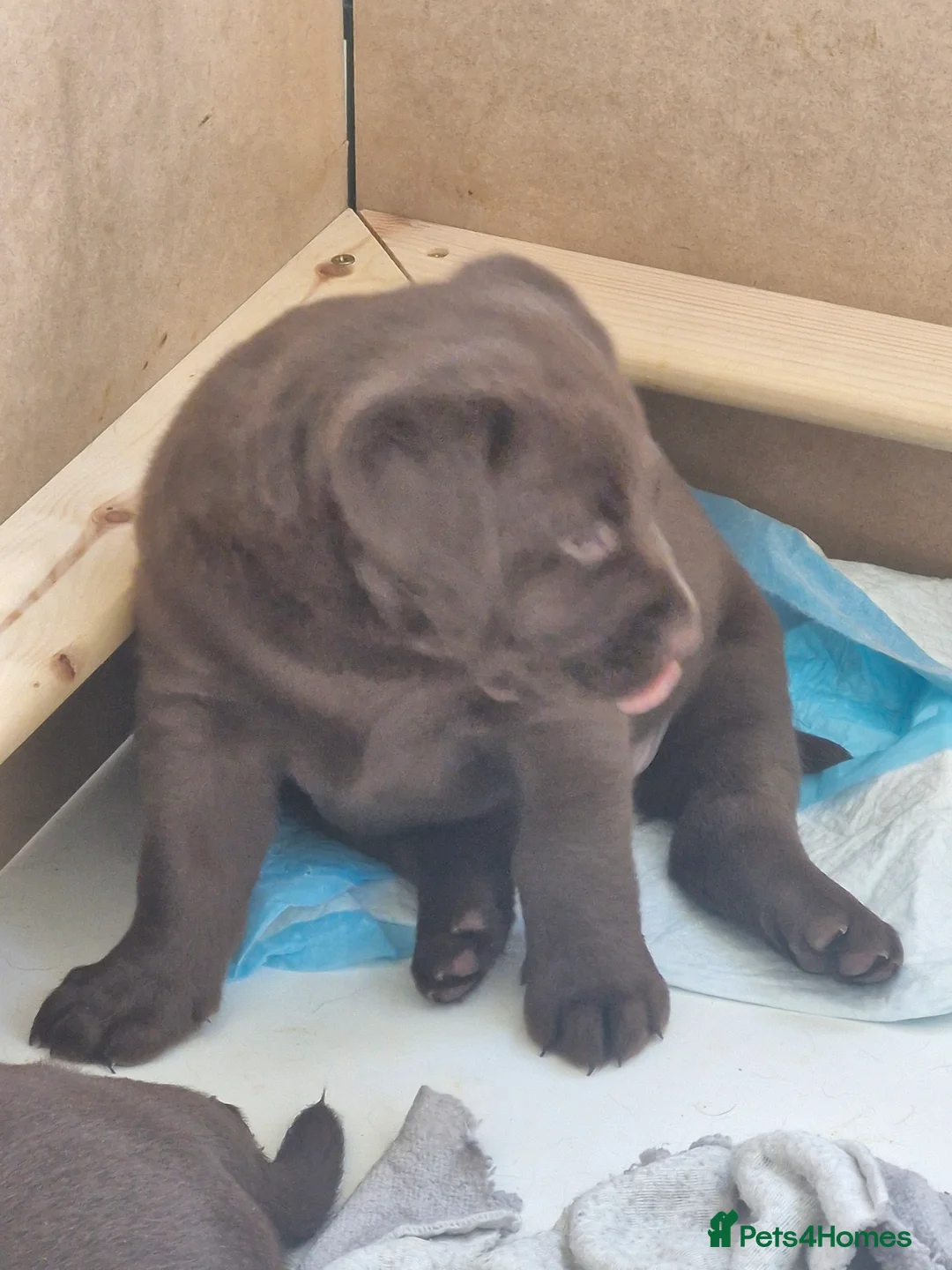 Labrador Retriever dogs for sale: KC Registered Chunky Chocolate Labrador Retrievers - Advert 2