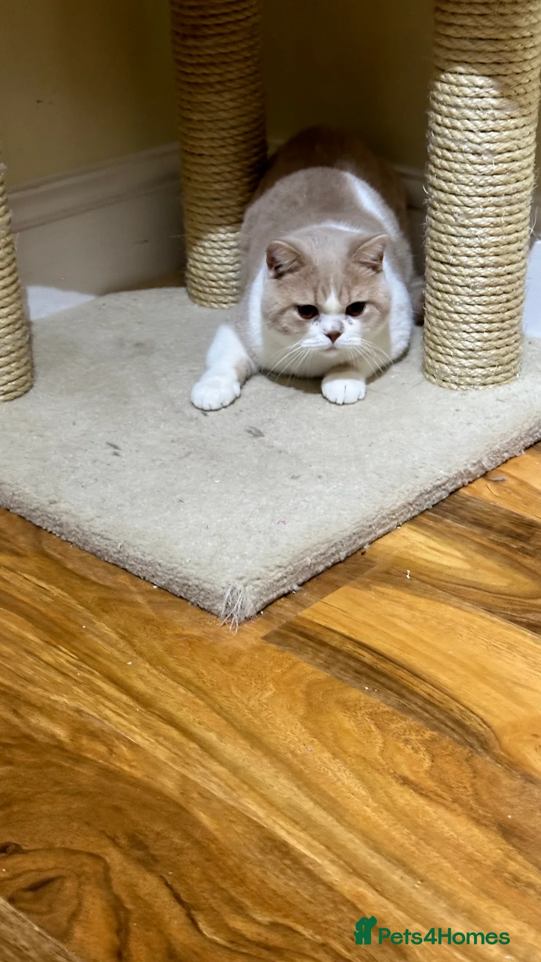 British Shorthair cats for sale: Male for sale - Advert 3