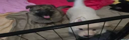 German Shepherd dogs for sale: 💥 READY TO LEAVE💥💕Lunas pups 💕 - Advert 13
