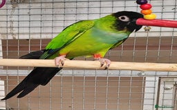 Parrots birds for sale: LOOK! BIRDS/PARAKEETS/PARROTS AVAILABLE  - Image 7