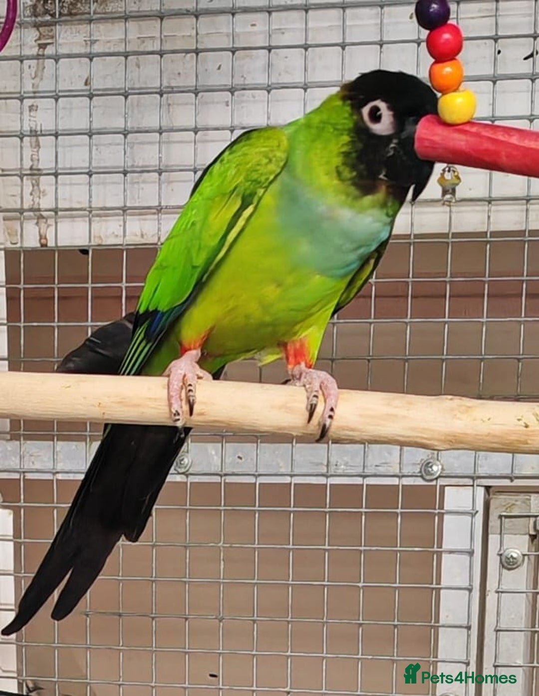 Parrots birds for sale: LOOK! BIRDS/PARAKEETS/PARROTS AVAILABLE  - Image 7