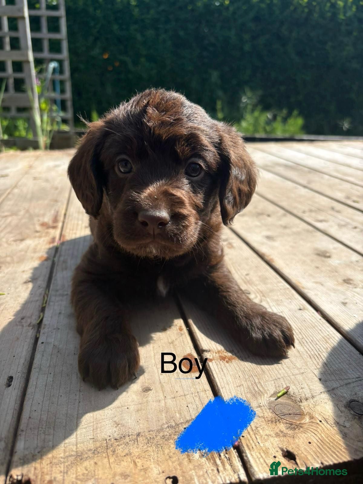 Labradoodle dogs Adorable miniature labradoodles READY NOW - Advert 1