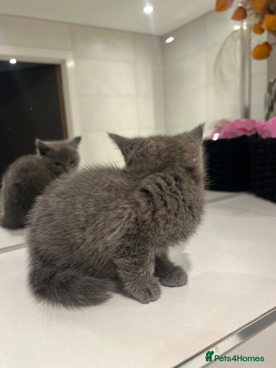 British Shorthair cats for sale: Beautiful Grey Male British Shorthair Kitten 🩶 - Advert 20