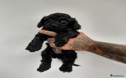 Doxiepoo dogs for sale: Beautiful fluffy Doxipoo puppies - Image 7