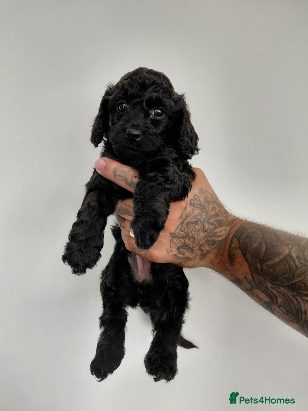 Doxiepoo dogs for sale: Beautiful fluffy Doxipoo puppies - Image 7
