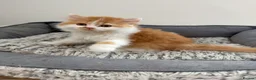 British Longhair cats for sale:     🤎 British Longhair Boys Ready End July in Beverley - Advert 3