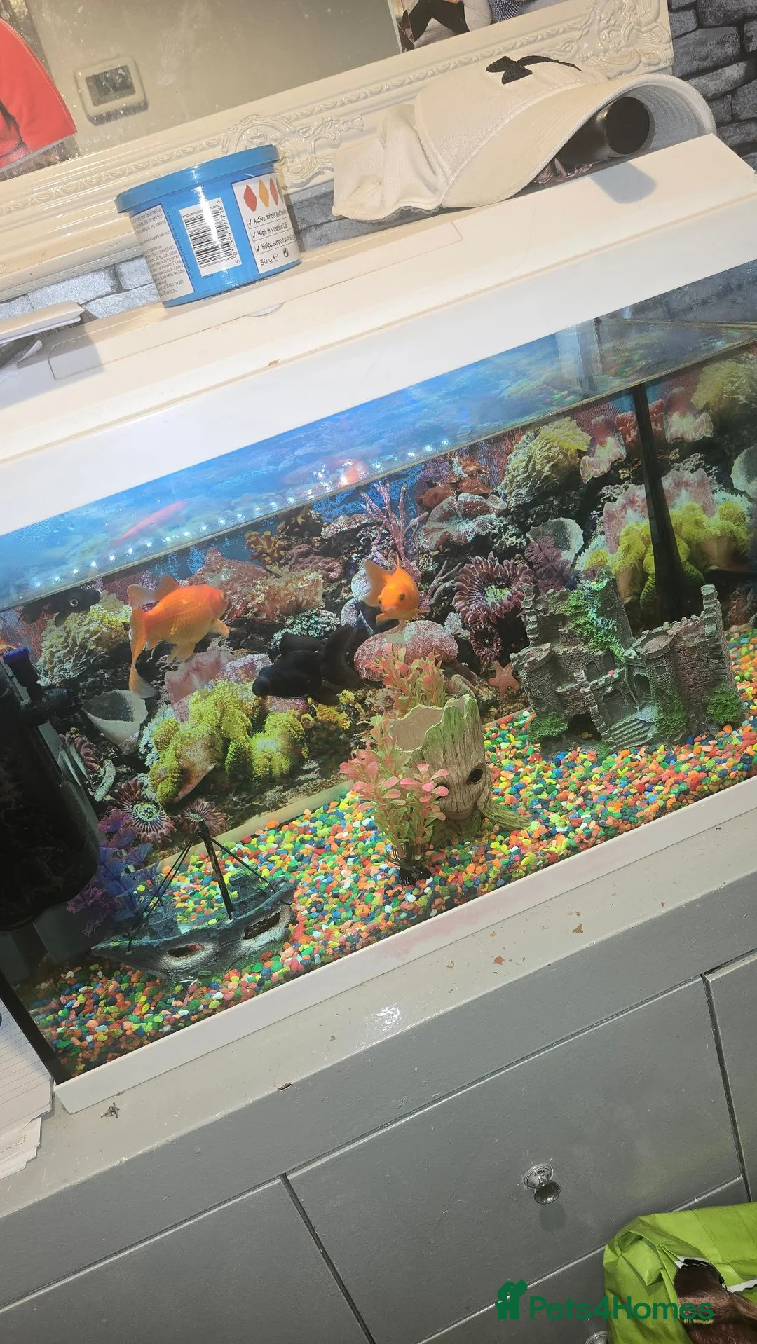 Fancy Goldfish fish for sale: 2 Black Moors & 2 Goldfish - Advert 4