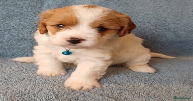 Cavapoo dogs F2 Cavapoo, Dog breeding license - Advert 11