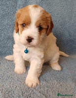 Cavapoo dogs F2 Cavapoo, Dog breeding license - Advert 2
