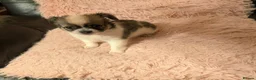 Chihuahua dogs for sale: Lovely tiny chihuahua puppies for sale  - Advert 33