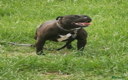Staffordshire Bull Terrier dogs for sale: SHOW QUAILTY RED STAFF PUPPIES  - Image 11