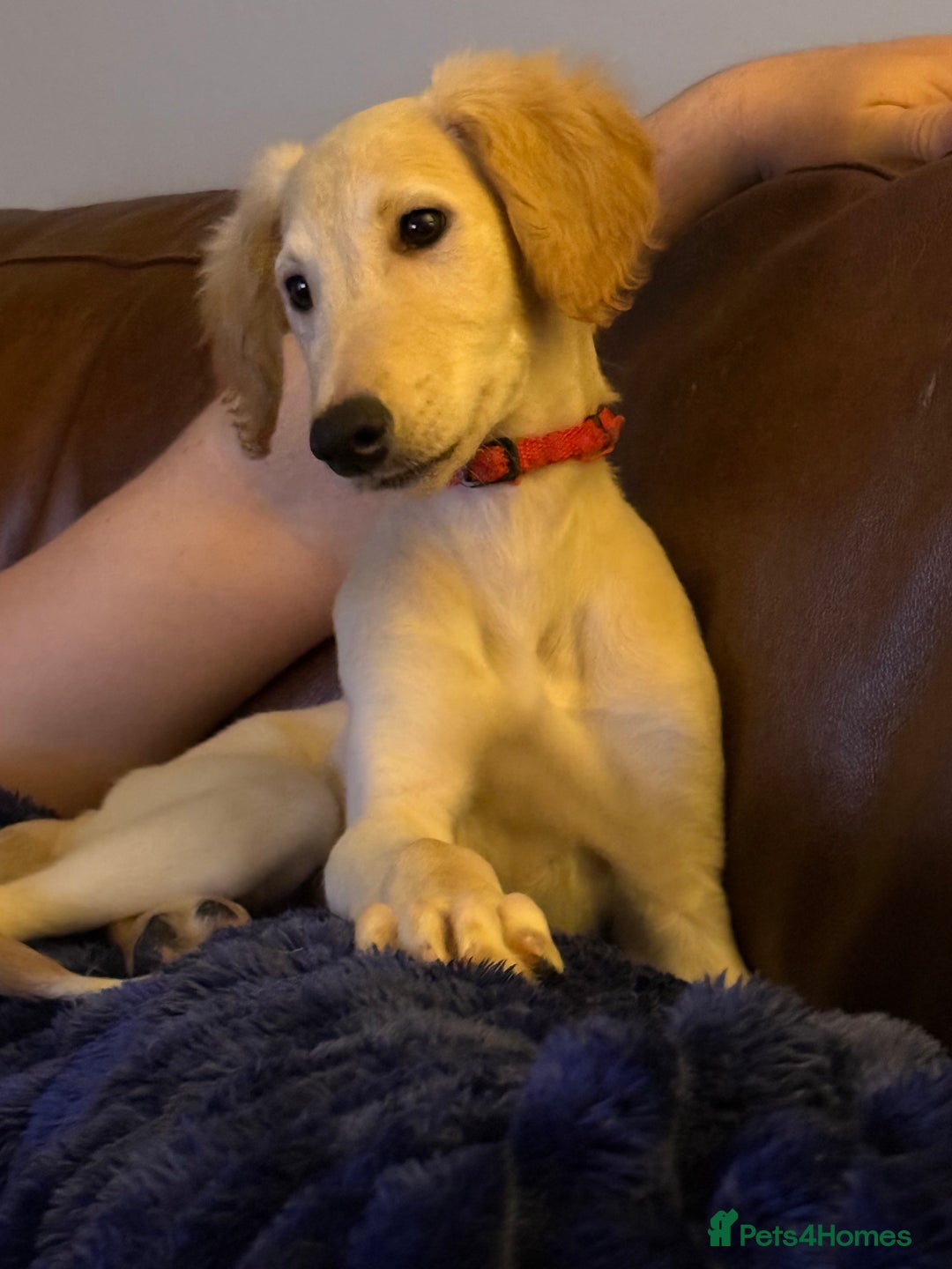 Saluki dogs for sale: Saluki 2 big boys left reduced £ - Advert 14