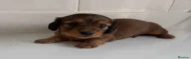Miniature Dachshund Puppy 2