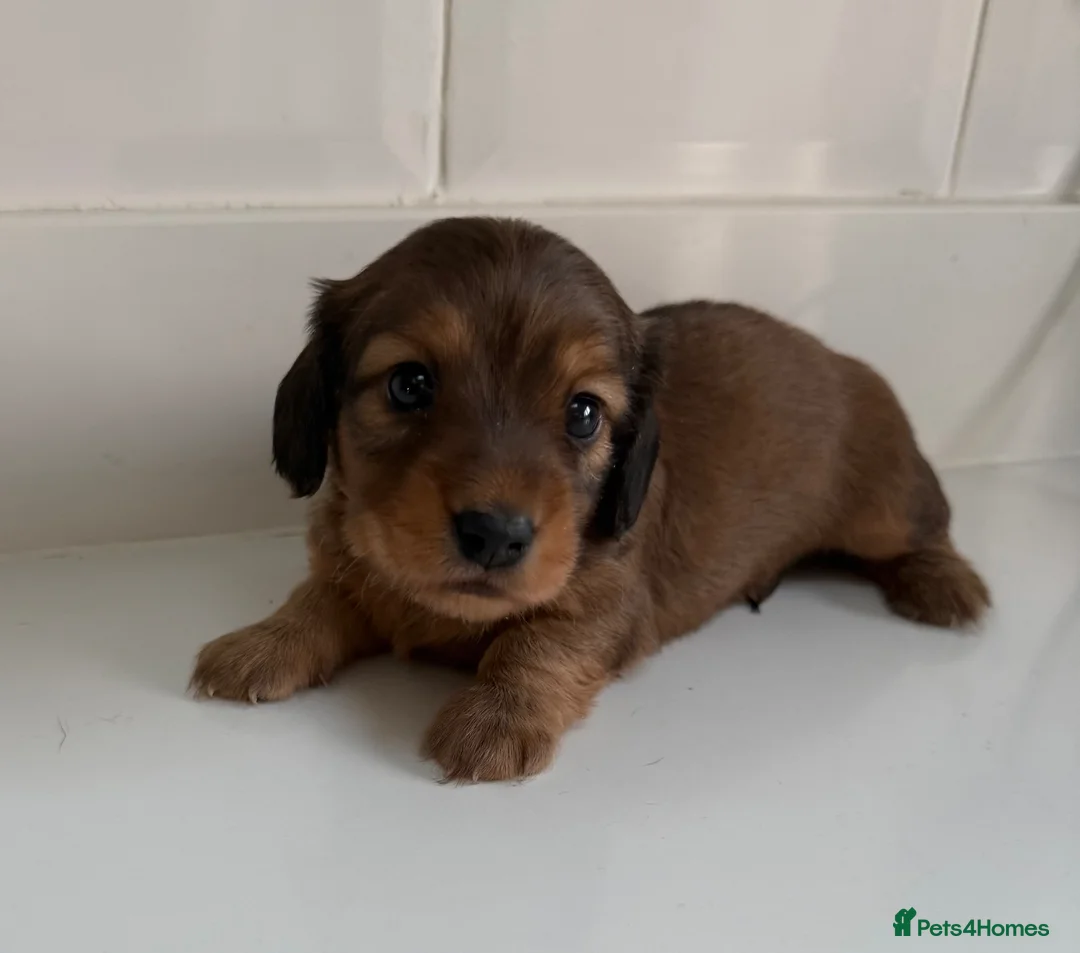 Miniature Dachshund dogs for sale: Miniature Dachshund boys looking for their home ❤️ - Advert 2