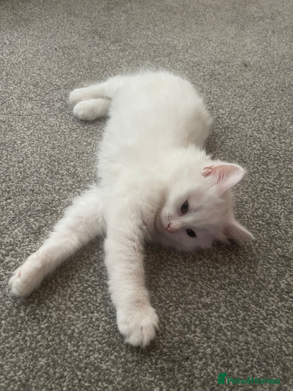 Turkish Angora cats for sale: 2 female Beautiful Turkish Angoras. - Advert 3