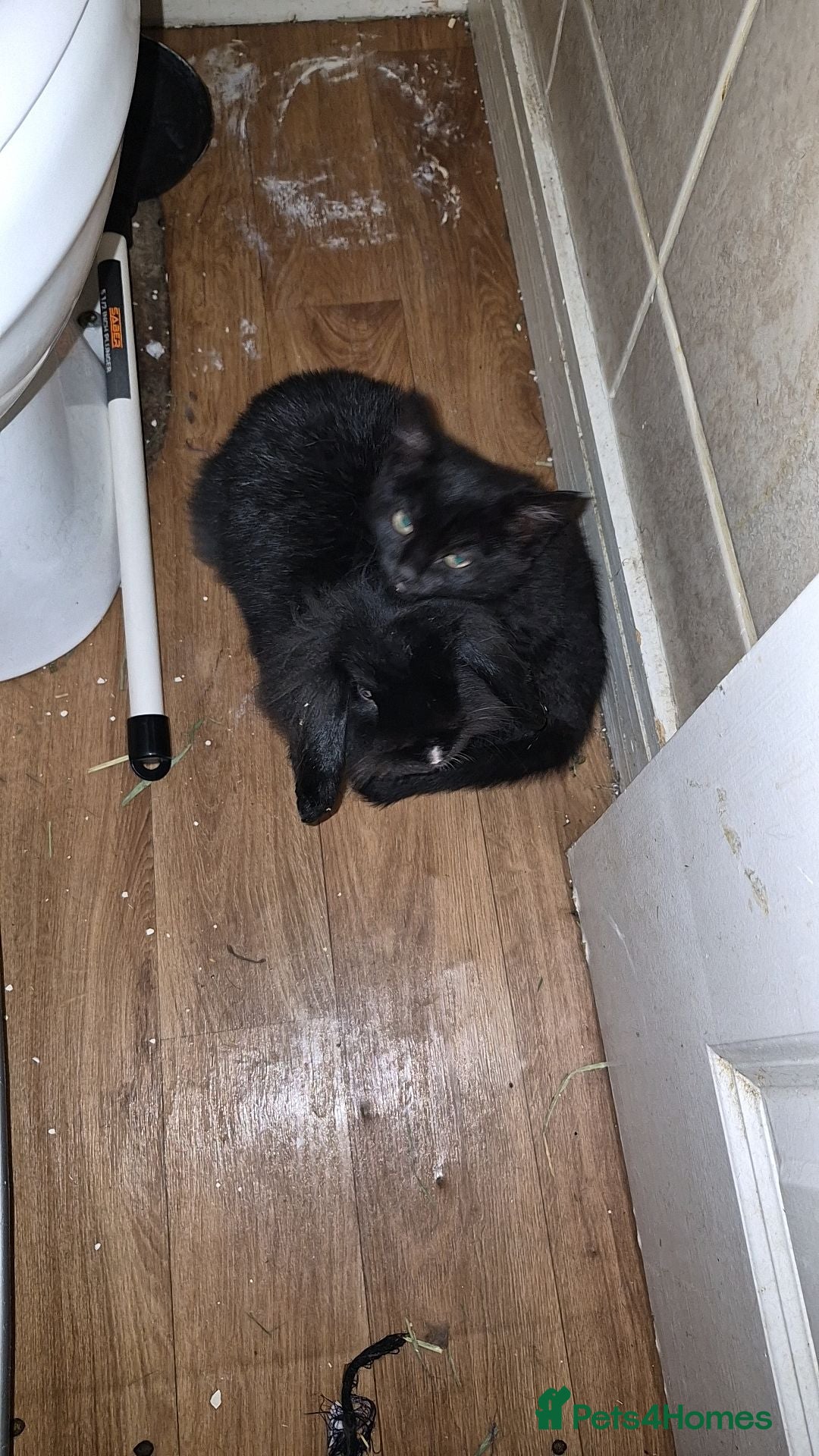 Mixed Breed cats Black kitten  - Advert 1