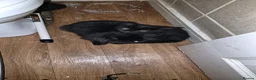 Mixed Breed cats for sale: Black kitten  - Advert 1